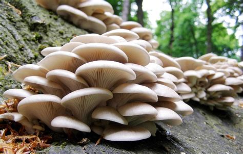 3 Edible Mushrooms That Defy Nature & Grow During Winter - Off The Grid News