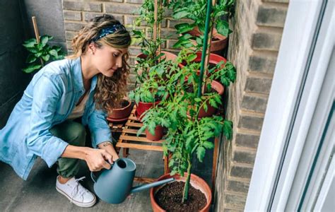 The Growing Trend Of Urban Terrace Gardening In India For Healthy