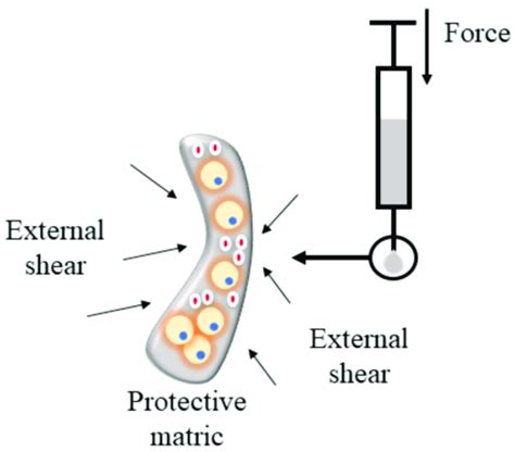 Hydrogel protects cells during injection. | Download Scientific Diagram