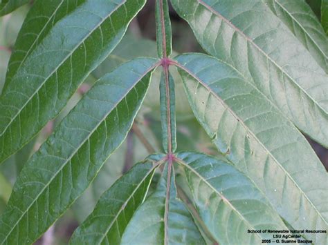 Louisiana Plant Id Rhus Copallinum Winged Sumac