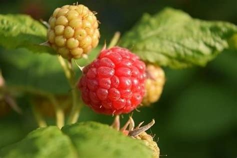 Framboos Rubus Idaeus Autumn Bliss Klimplant Kwekersvergelijk