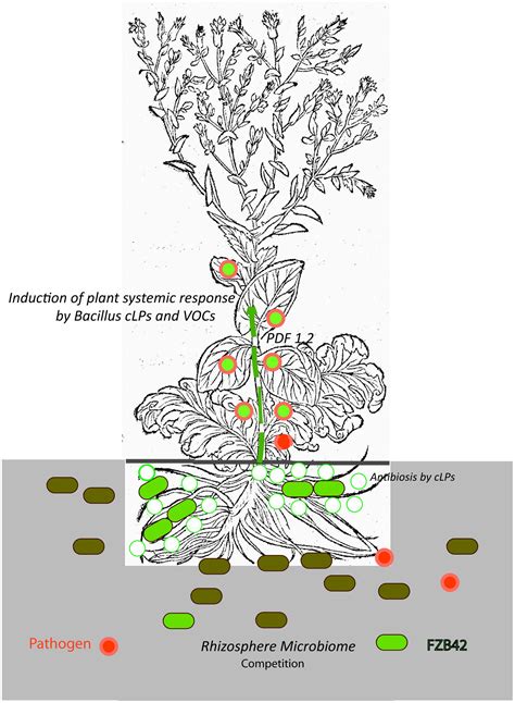 Frontiers Biocontrol Mechanism By Root Associated Bacillus