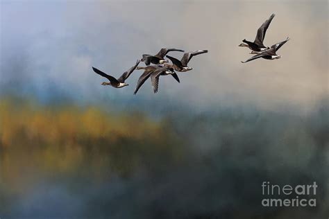 Greater White-Fronted Geese Flying Photograph by Eva Lechner - Pixels