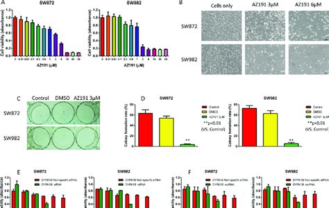 Inhibition Of Dyrk B By Kinase Inhibitor Az Or Rnai Blocks