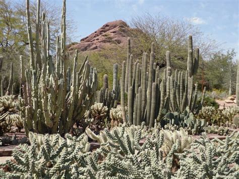 Phoenix Arizona For Major League Baseball Spring Training