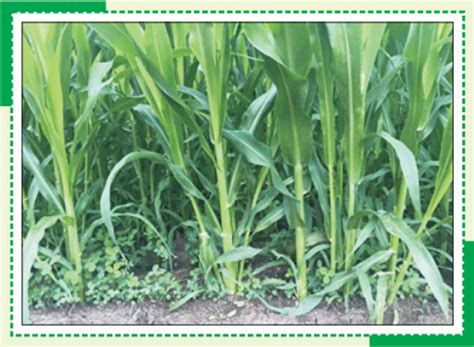 Jowar Seeds - Sri Rama Seeds