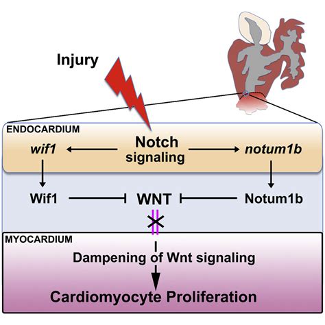 Endocardial Notch Signaling Promotes Cardiomyocyte Proliferation In The