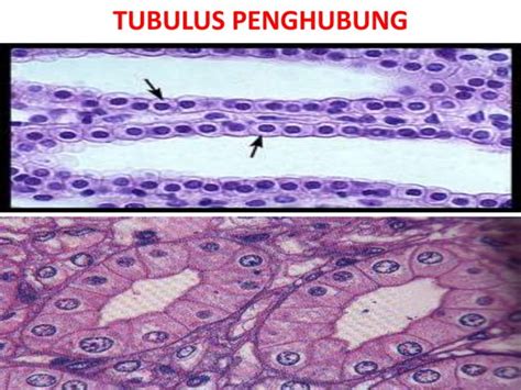 Histologi Ginjal 2015