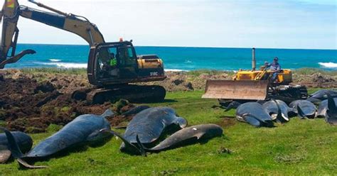 Mueren Otras 51 Ballenas Piloto Que Quedaron Varadas En Nueva Zelanda