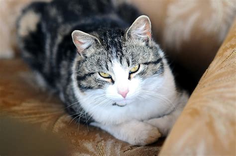 Doença infecciosa transmitida por gatos é confirmada em Manaus