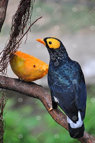 Yellow Faced Mynah Stock Photo Image Of Kong Park Mynah 8562884