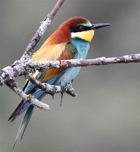 Coraciiformes - Kingfishers, Hornbills Photo Gallery | Wildlife Journal ...