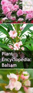 Plant Encyclopedia Balsam Bless My Weeds