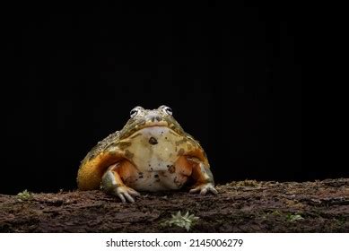 African Bull Frog Eating Mouse Prey Stock Photo 2145006279 | Shutterstock