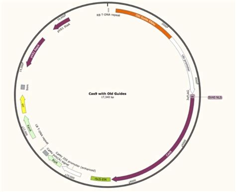 Plasmid Restriction Enzyme Maps