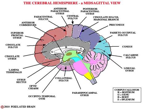 تلافيف واتلام الوجه الانسي للمخ Corpus callosum Occipital Pie chart