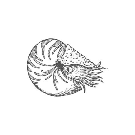 Animal De Molusco Nautilus Pompilius Com Câmara De Caracol Vetor Premium