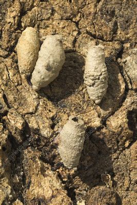 Asian Mud Daub Wasp Nest Cells Stock Image C057 7995 Science