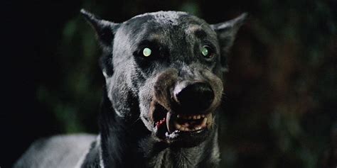 The 10 Scariest Dogs In Horror Movie History