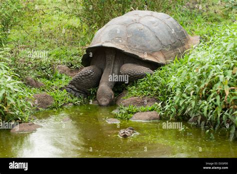 Galapagos Tortoise drinking water in a pond Stock Photo - Alamy