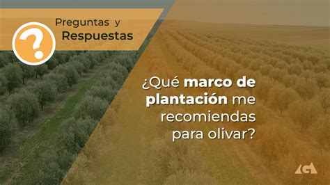 Marco De Plantaci N Adecuado Para Olivos En Secano Consejos Clave