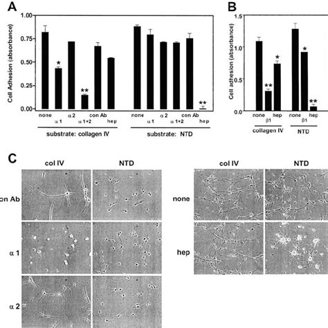 Schwann Cell Adhesion And Spreading On Ecm Proteins A Schwann Cells