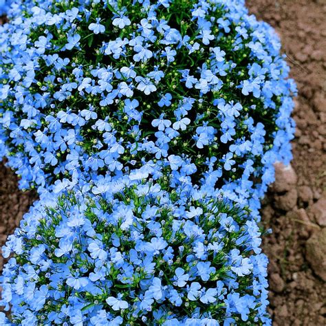 Lobelia Cambridge Blue Seeds Suttons