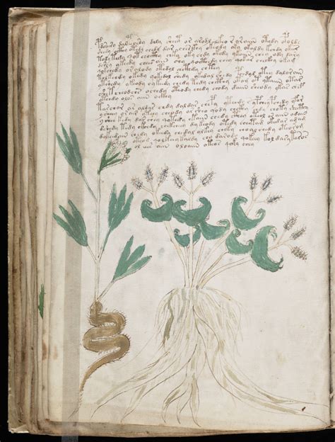 The Voynich Gallery The Complete Manuscript 3