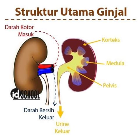 Urutan Organ Perkemihan Manfaat Dalam Pembuatan Makalah Ini