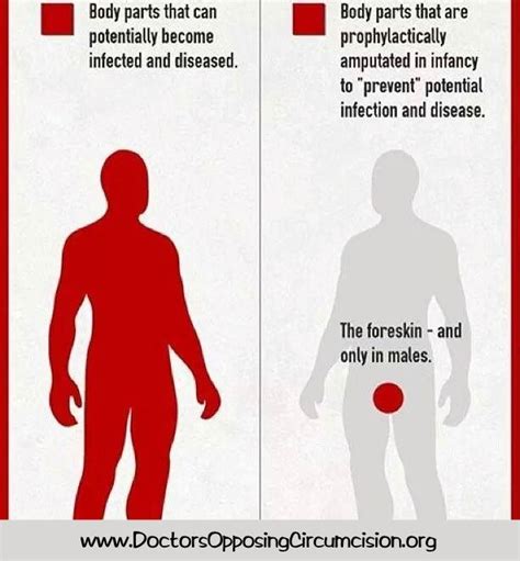 Circumcision Before And After Adult