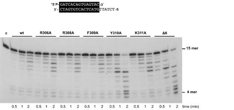 The 3 5 Exonuclease Activity Of Phi29 Dna Polymerase Mutants The