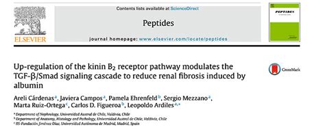 Up Regulation Of The Kinin B2 Receptor Pathway Modulates The TGF Smad