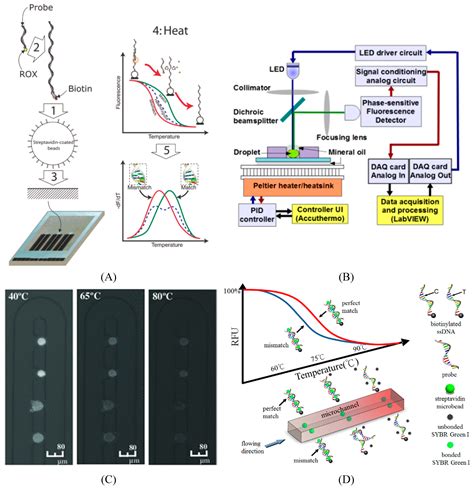 Microarrays Free Full Text Efficient Snp Discovery By Combining