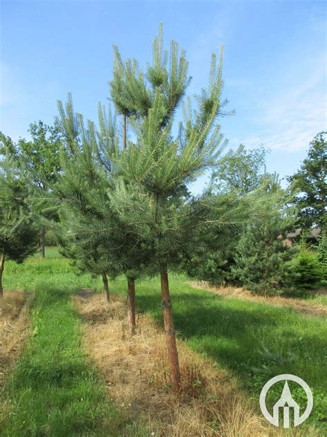 Pinus sylvestris | Scots pine - Boomkwekerijen M. van den Oever & Zonen