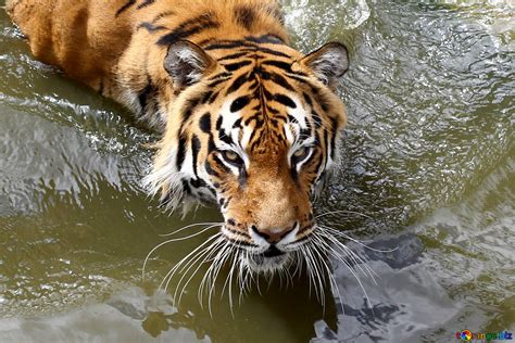 Tigress free image - № 45643