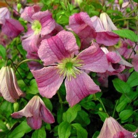 Клематис фиолетовый Краковяк Clematis viticella Krakowiak купить