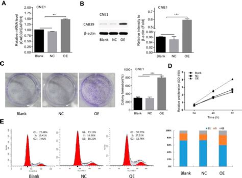 CAB39 Promotes CNE 1 Cells Proliferation Notes A And B The