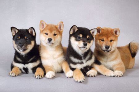 10 Best Shiba Inu Breeders (2024 Updated) - Happy Dog Breeds