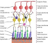 APRENDE Y DISFRUTA Con Las CIENCIAS NATURALES Los Sentidos I LA VISTA