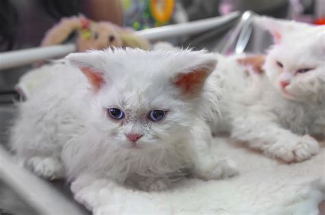 Selkirk Rex: Cat Breed Profile, Characteristics & Care