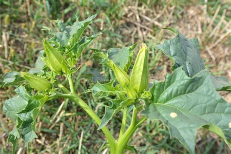 En La Naturaleza Una Planta Venenosa Stramonium Crece De Datura Imagen