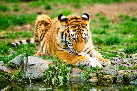 Premium Photo | Little tiger cub eats meat Tiger Eating