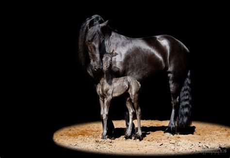 Pin av Rubelia Valencia på CABallos PRECIOSOS