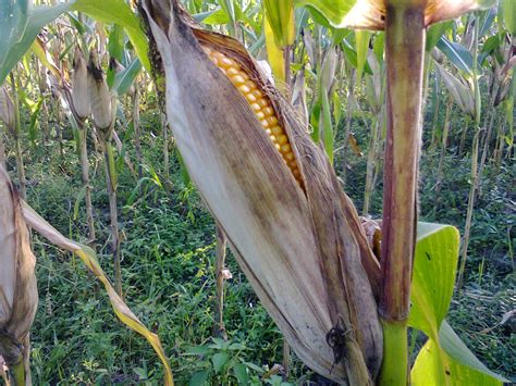 Cara Menanam Budidaya Jagung Hibrida Pertanian