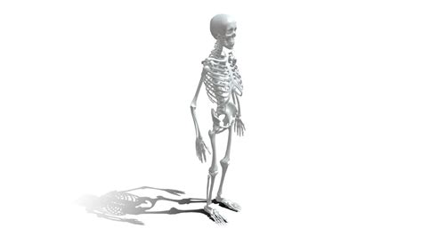 3D Human anatomy skeleton model - TurboSquid 2069431