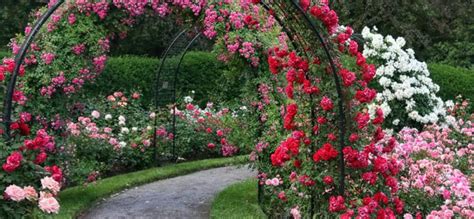 Розы в ландшафтном дизайне: правила и схемы посадки своими руками ...