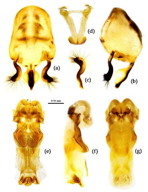 Insects Free Full Text Review Of The Genus Sycanus Amyot And Serville