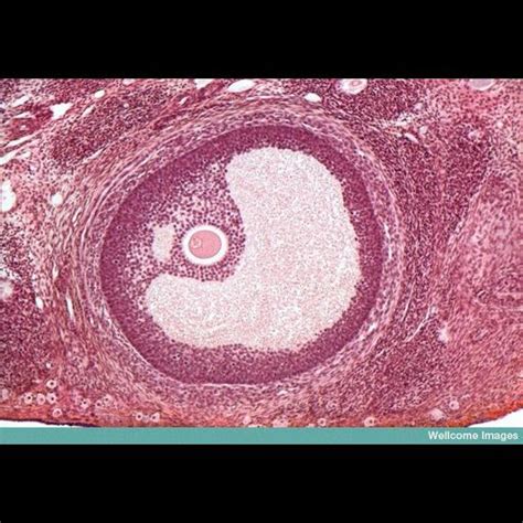 Cil39036 Mus Musculus Oocyte Follicle Cell Egg Cil Dataset