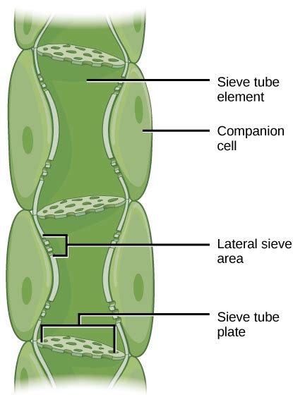 Difference Between Sieve Tubes and Companion Cells | Compare the ...