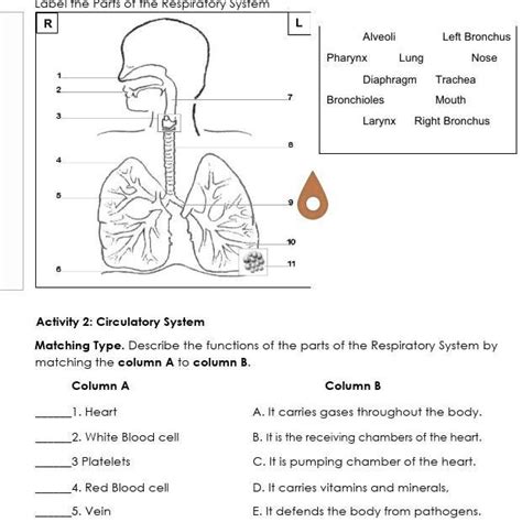 Parts Of The Respiratory System Labeling Parts Of The Respiratory